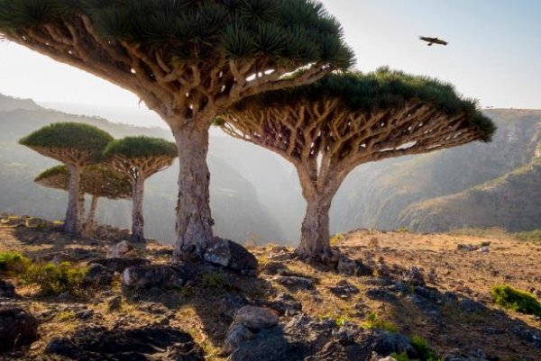 محافظة سقطرى